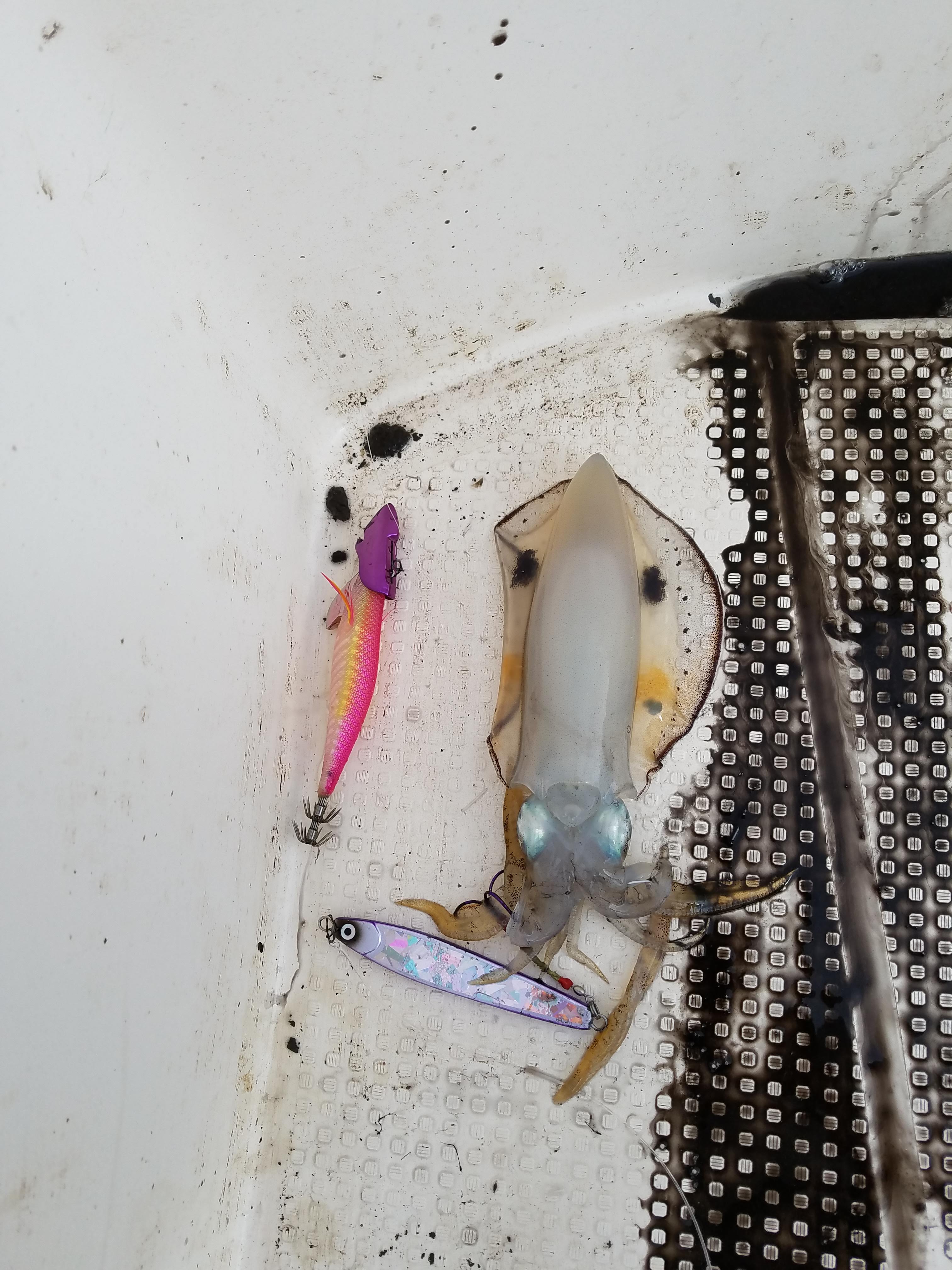 タイラバロッドでティップランエギングができるのか タイラバロッド併用