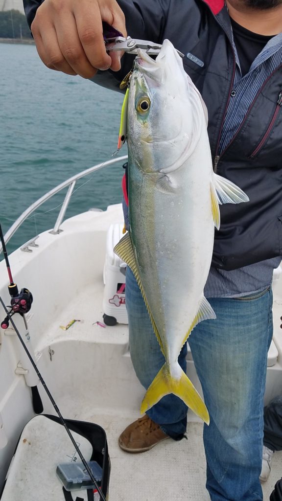 向島周辺の青物釣果情報 ナブラ目撃情報 小魚回遊ルート 憶測 エギングタックルでもヤズ上がります しまなみ海道 釣り景色